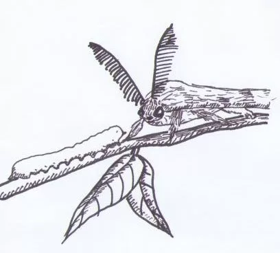 Рис 21 шелкопряд