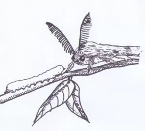 Рис 21 шелкопряд
